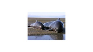 Na pobreží Nového Zélandu uhynulo vyše 20 veľrýb